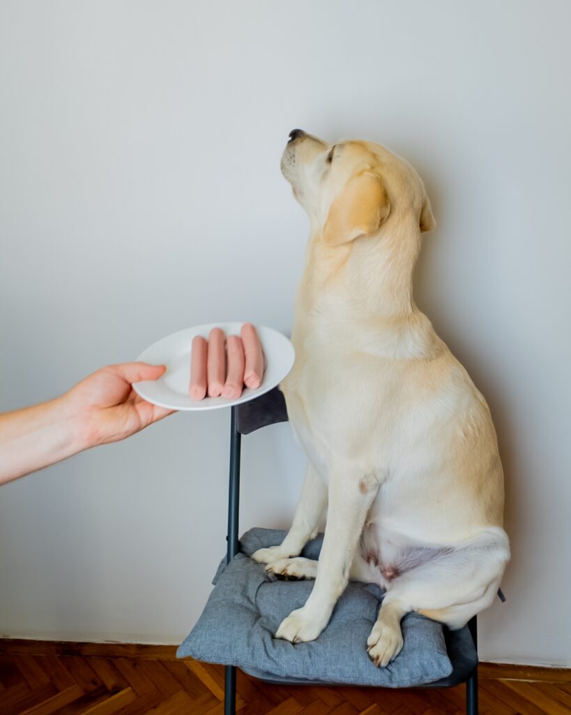 Fussy dog turning away from sausages.